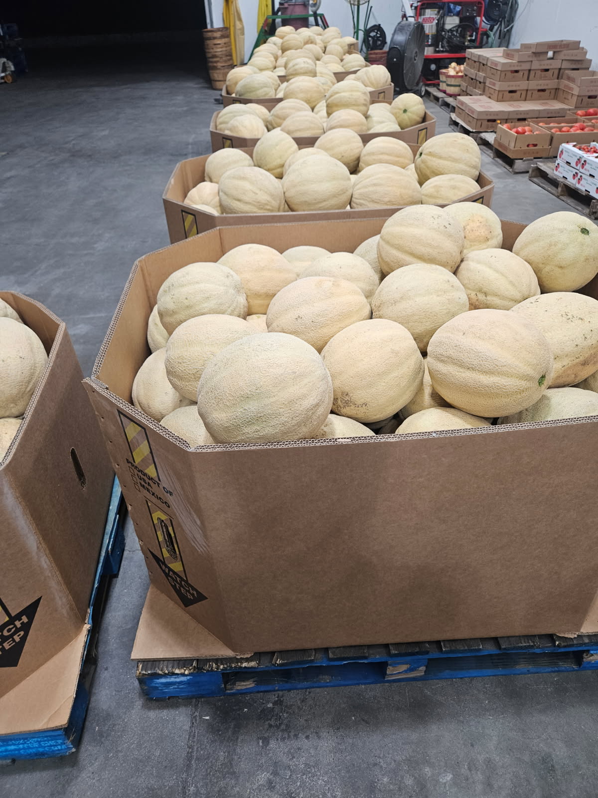 Cantaloupe picked fresh